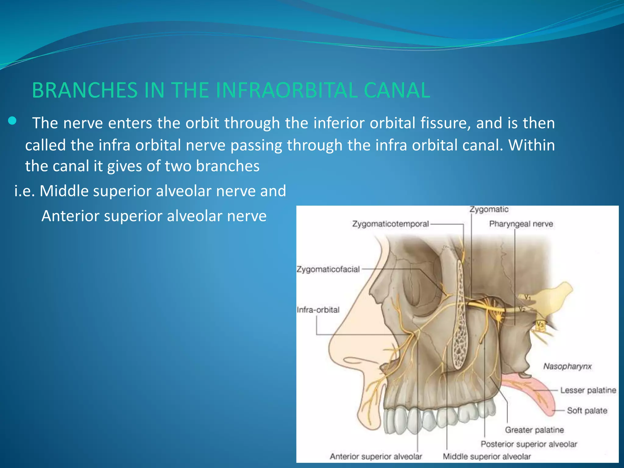 BRANCHES IN THE INFRAORBITAL CANAL
 The nerve enters the orbit through the inferior orbital fissure, and is then
called the infra orbital nerve passing through the infra orbital canal. Within
the canal it gives of two branches
i.e. Middle superior alveolar nerve and
Anterior superior alveolar nerve
 