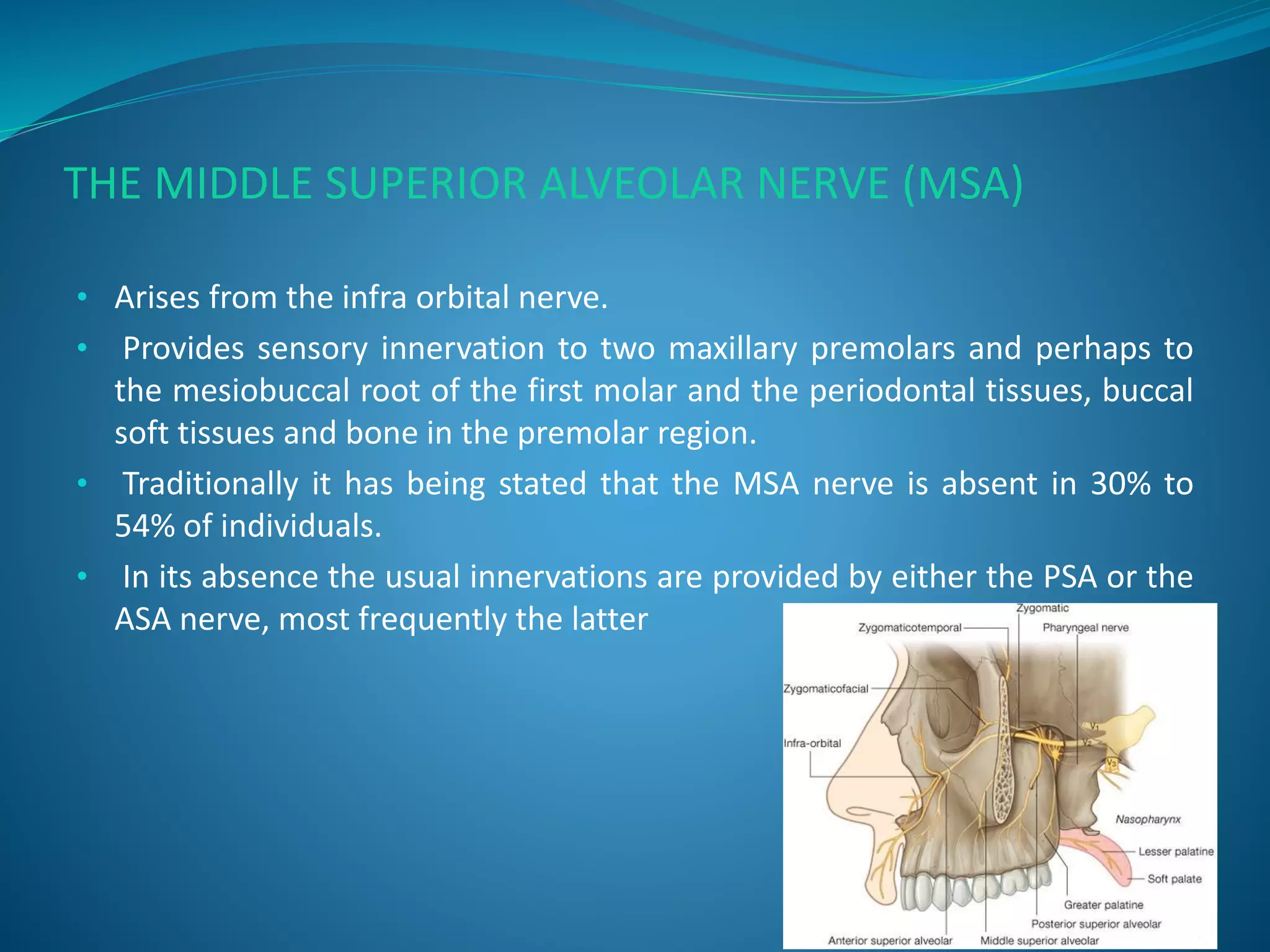 THE MIDDLE SUPERIOR ALVEOLAR NERVE (MSA)
• Arises from the infra orbital nerve.
• Provides sensory innervation to two maxillary premolars and perhaps to
the mesiobuccal root of the first molar and the periodontal tissues, buccal
soft tissues and bone in the premolar region.
• Traditionally it has being stated that the MSA nerve is absent in 30% to
54% of individuals.
• In its absence the usual innervations are provided by either the PSA or the
ASA nerve, most frequently the latter
 