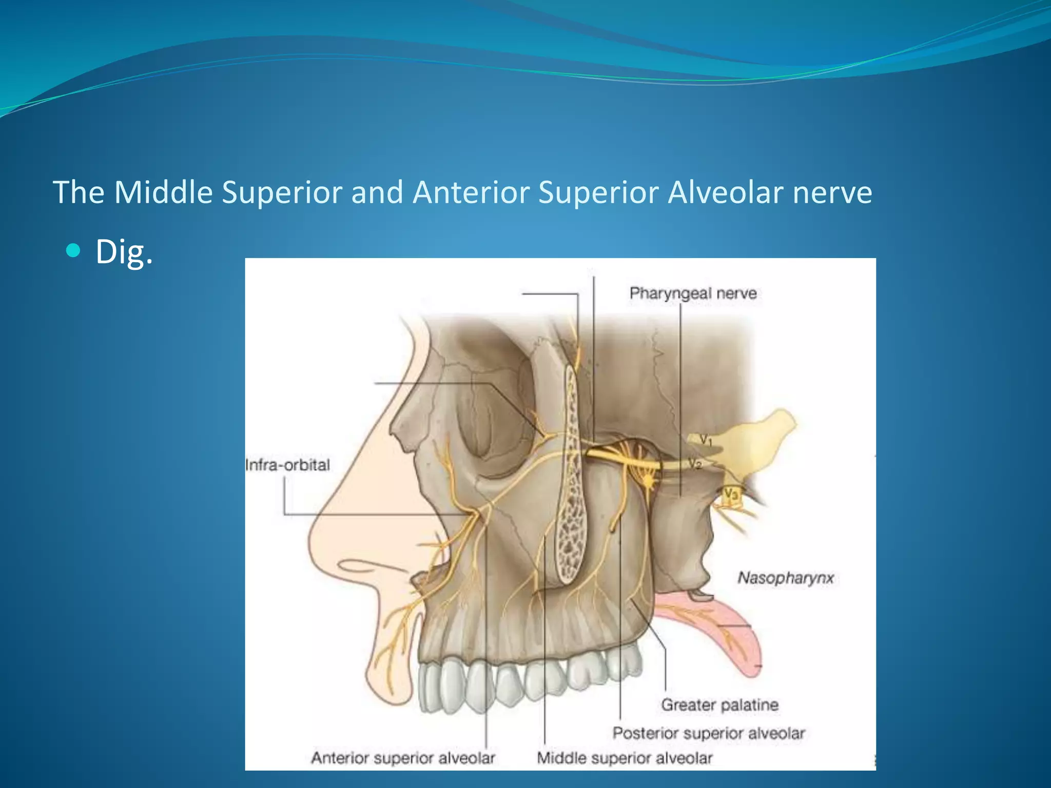 The Middle Superior and Anterior Superior Alveolar nerve
 Dig.
 