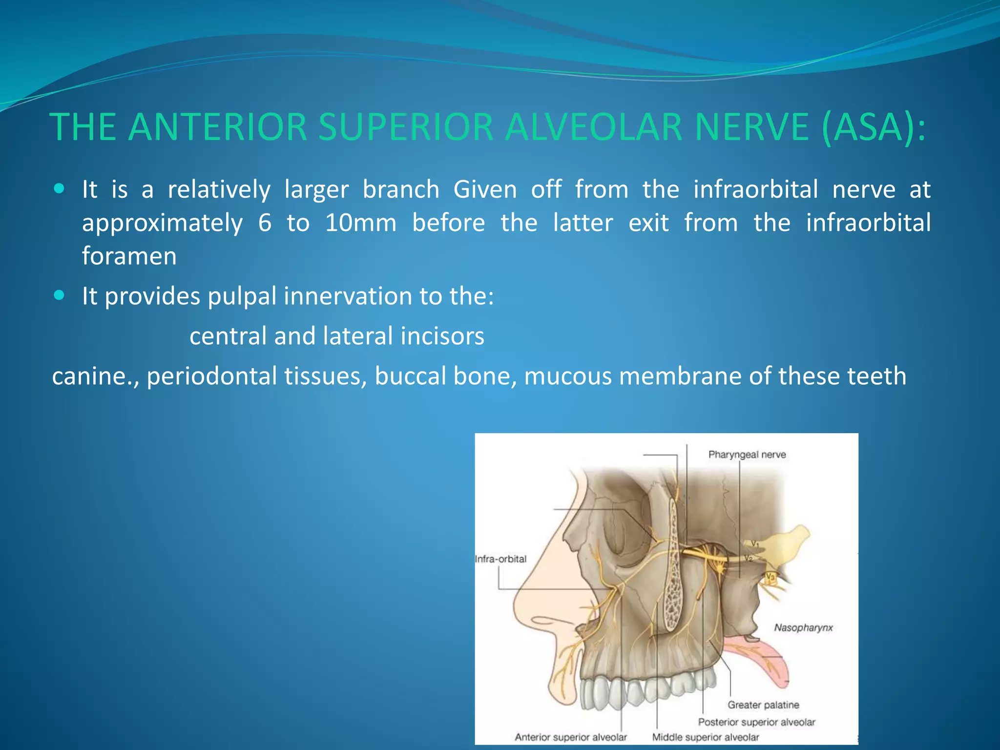 THE ANTERIOR SUPERIOR ALVEOLAR NERVE (ASA):
 It is a relatively larger branch Given off from the infraorbital nerve at
approximately 6 to 10mm before the latter exit from the infraorbital
foramen
 It provides pulpal innervation to the:
central and lateral incisors
canine., periodontal tissues, buccal bone, mucous membrane of these teeth
 