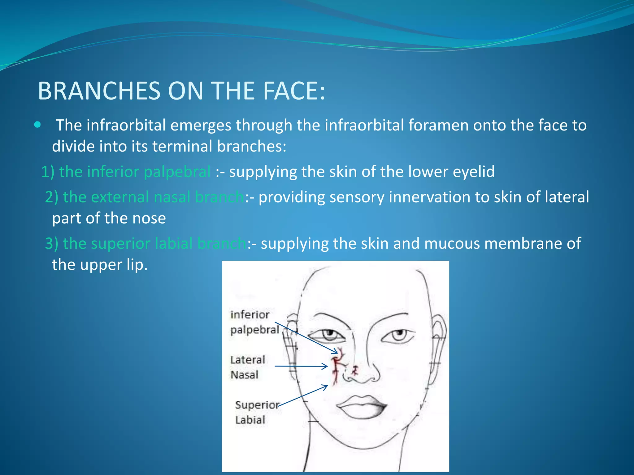 BRANCHES ON THE FACE:
 The infraorbital emerges through the infraorbital foramen onto the face to
divide into its terminal branches:
1) the inferior palpebral :- supplying the skin of the lower eyelid
2) the external nasal branch:- providing sensory innervation to skin of lateral
part of the nose
3) the superior labial branch:- supplying the skin and mucous membrane of
the upper lip.
 