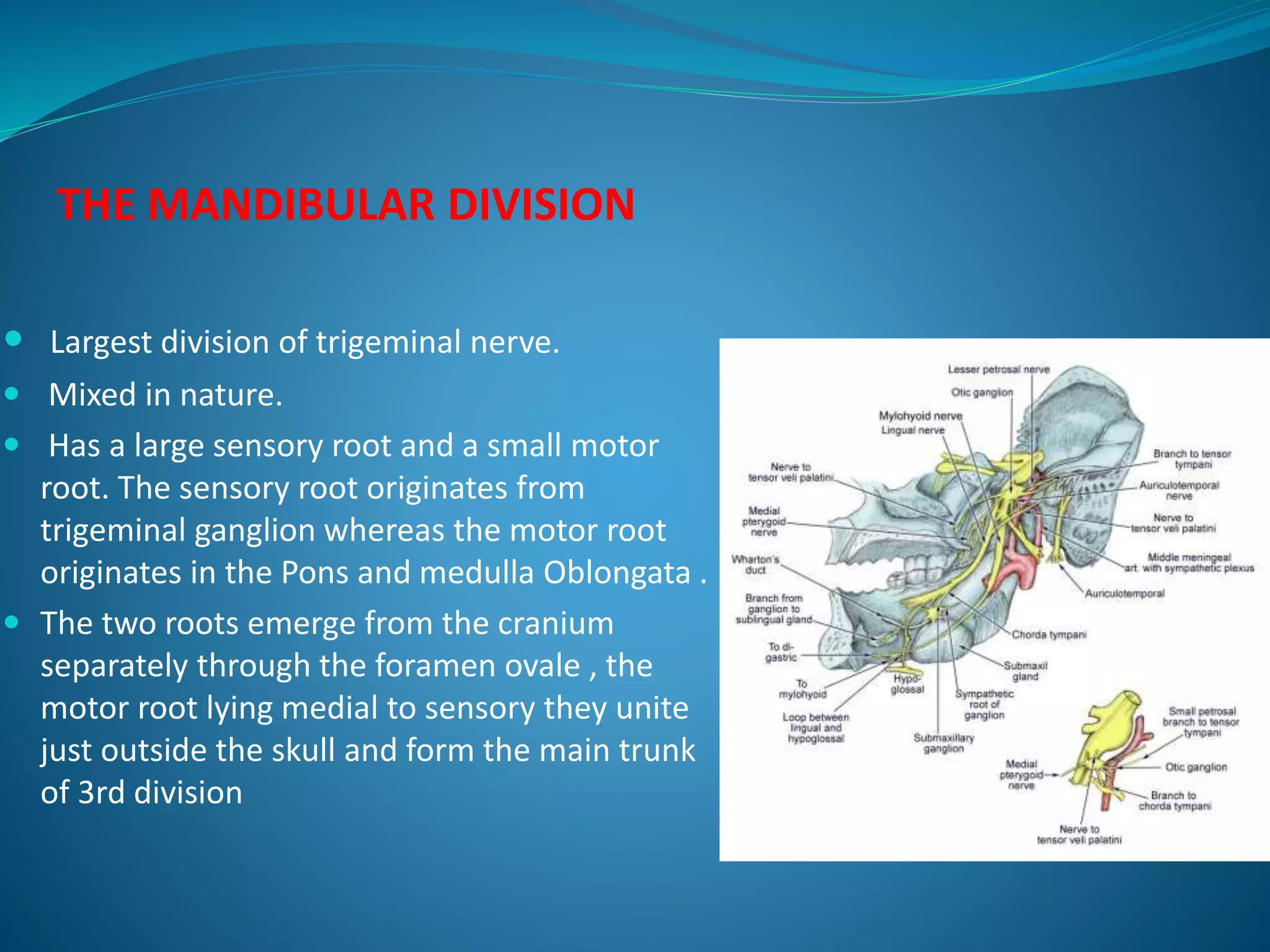 THE MANDIBULAR DIVISION
 Largest division of trigeminal nerve.
 Mixed in nature.
 Has a large sensory root and a small motor
root. The sensory root originates from
trigeminal ganglion whereas the motor root
originates in the Pons and medulla Oblongata .
 The two roots emerge from the cranium
separately through the foramen ovale , the
motor root lying medial to sensory they unite
just outside the skull and form the main trunk
of 3rd division
 