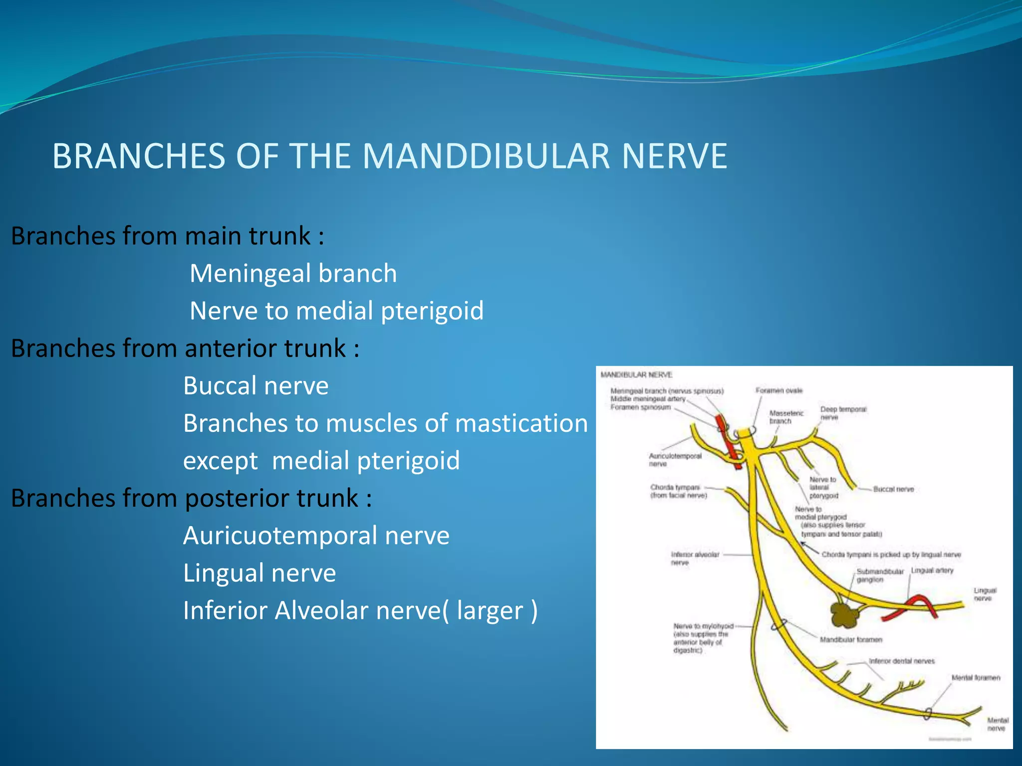 BRANCHES OF THE MANDDIBULAR NERVE
Branches from main trunk :
Meningeal branch
Nerve to medial pterigoid
Branches from anterior trunk :
Buccal nerve
Branches to muscles of mastication
except medial pterigoid
Branches from posterior trunk :
Auricuotemporal nerve
Lingual nerve
Inferior Alveolar nerve( larger )
 