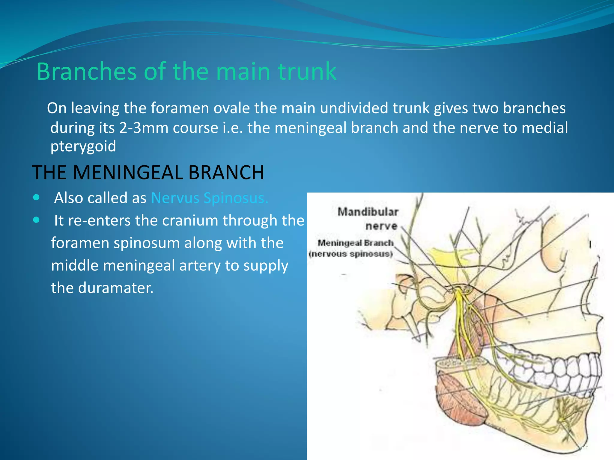 Branches of the main trunk
On leaving the foramen ovale the main undivided trunk gives two branches
during its 2-3mm course i.e. the meningeal branch and the nerve to medial
pterygoid
THE MENINGEAL BRANCH
 Also called as Nervus Spinosus.
 It re-enters the cranium through the
foramen spinosum along with the
middle meningeal artery to supply
the duramater.
 