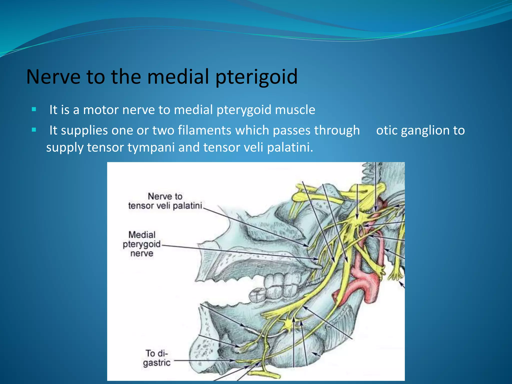 Nerve to the medial pterigoid
 It is a motor nerve to medial pterygoid muscle
 It supplies one or two filaments which passes through otic ganglion to
supply tensor tympani and tensor veli palatini.
 