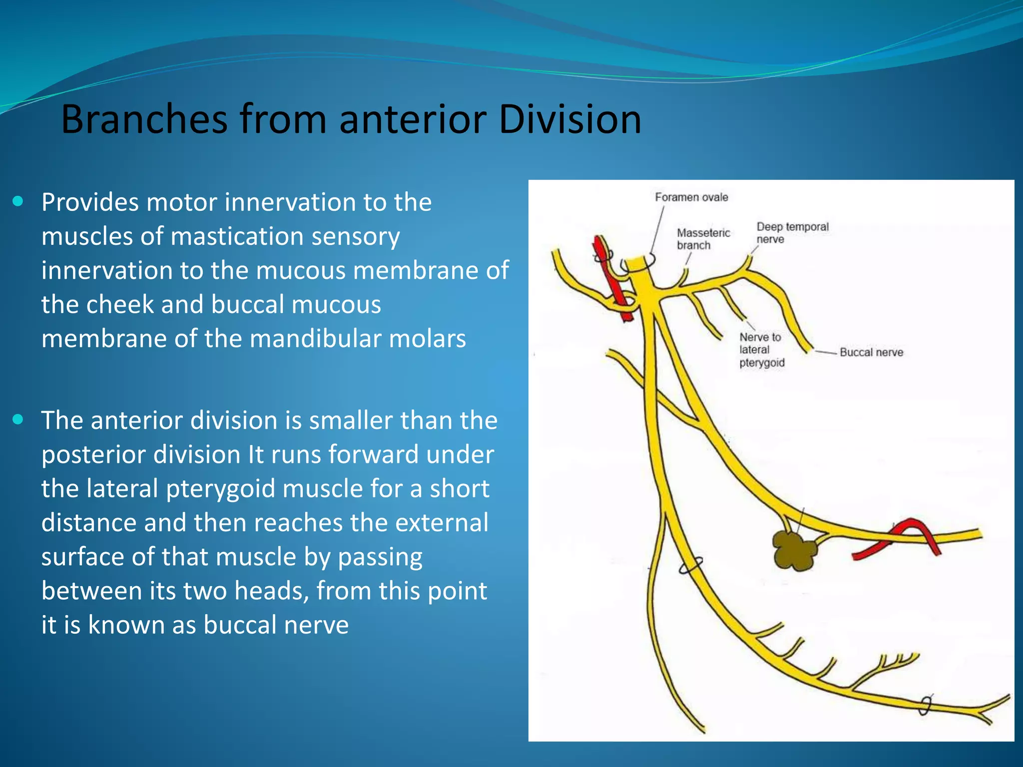 Branches from anterior Division
 Provides motor innervation to the
muscles of mastication sensory
innervation to the mucous membrane of
the cheek and buccal mucous
membrane of the mandibular molars
 The anterior division is smaller than the
posterior division It runs forward under
the lateral pterygoid muscle for a short
distance and then reaches the external
surface of that muscle by passing
between its two heads, from this point
it is known as buccal nerve
 