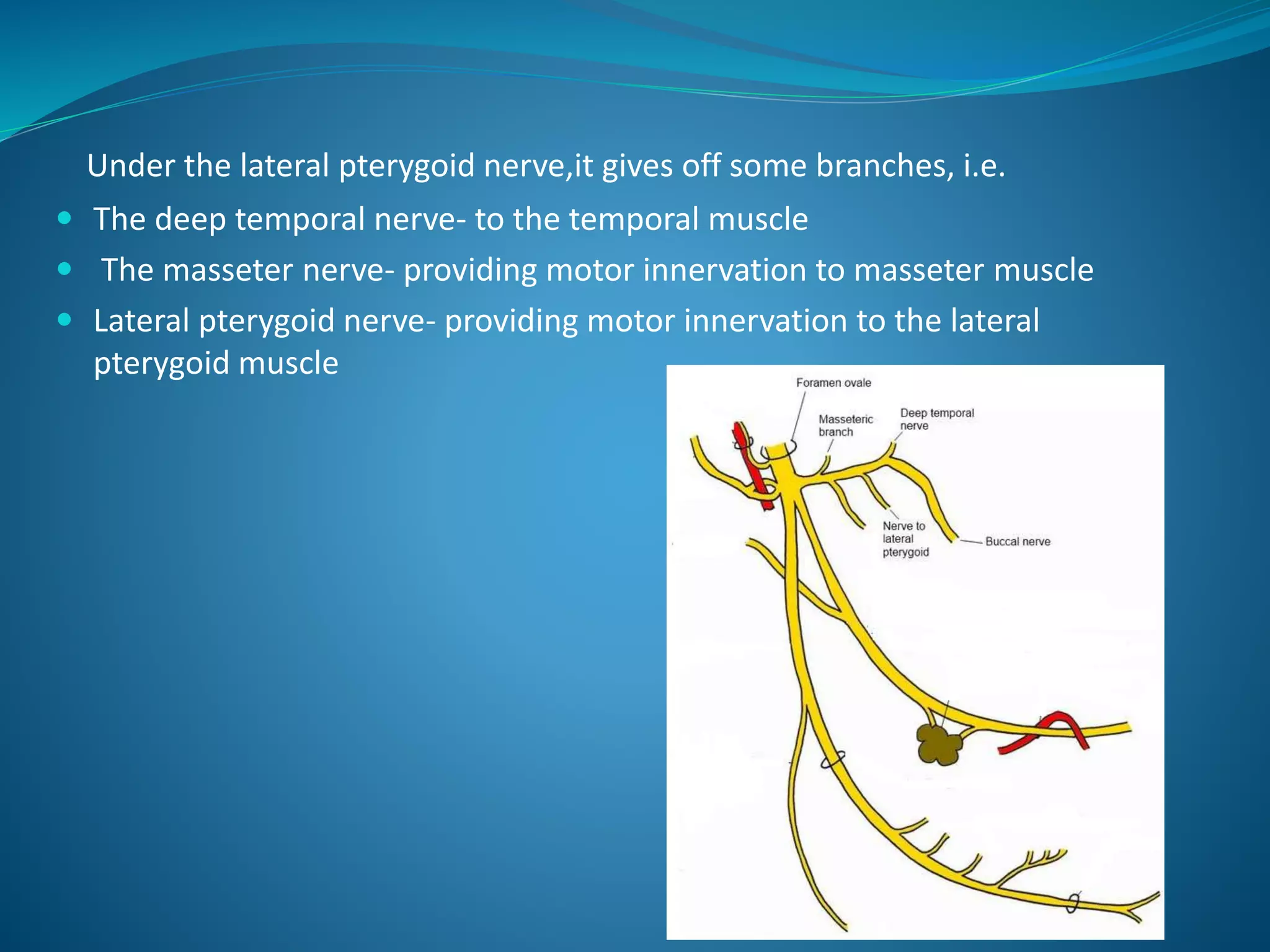 Under the lateral pterygoid nerve,it gives off some branches, i.e.
 The deep temporal nerve- to the temporal muscle
 The masseter nerve- providing motor innervation to masseter muscle
 Lateral pterygoid nerve- providing motor innervation to the lateral
pterygoid muscle
 