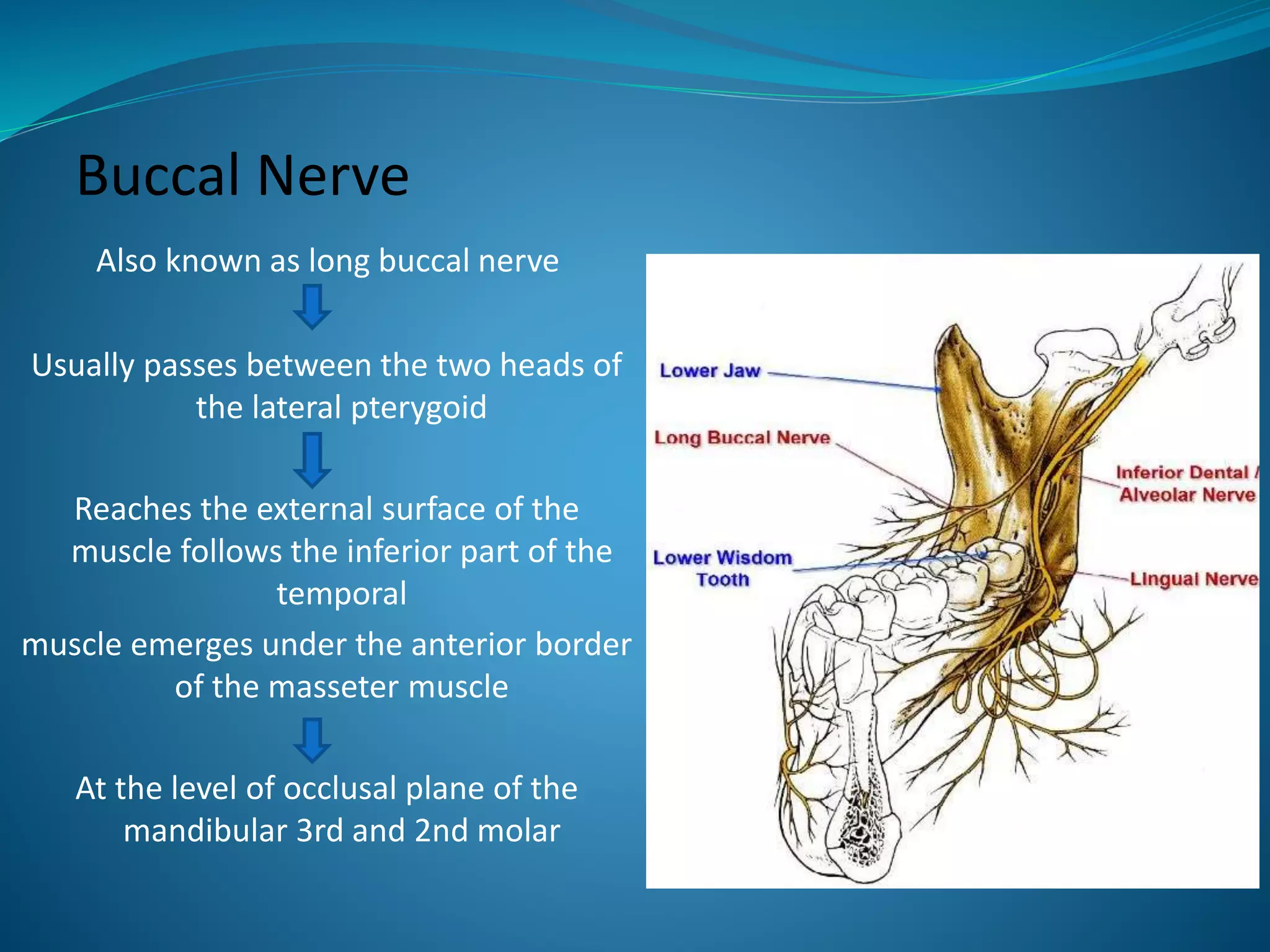 Buccal Nerve
Also known as long buccal nerve
Usually passes between the two heads of
the lateral pterygoid
Reaches the external surface of the
muscle follows the inferior part of the
temporal
muscle emerges under the anterior border
of the masseter muscle
At the level of occlusal plane of the
mandibular 3rd and 2nd molar
 