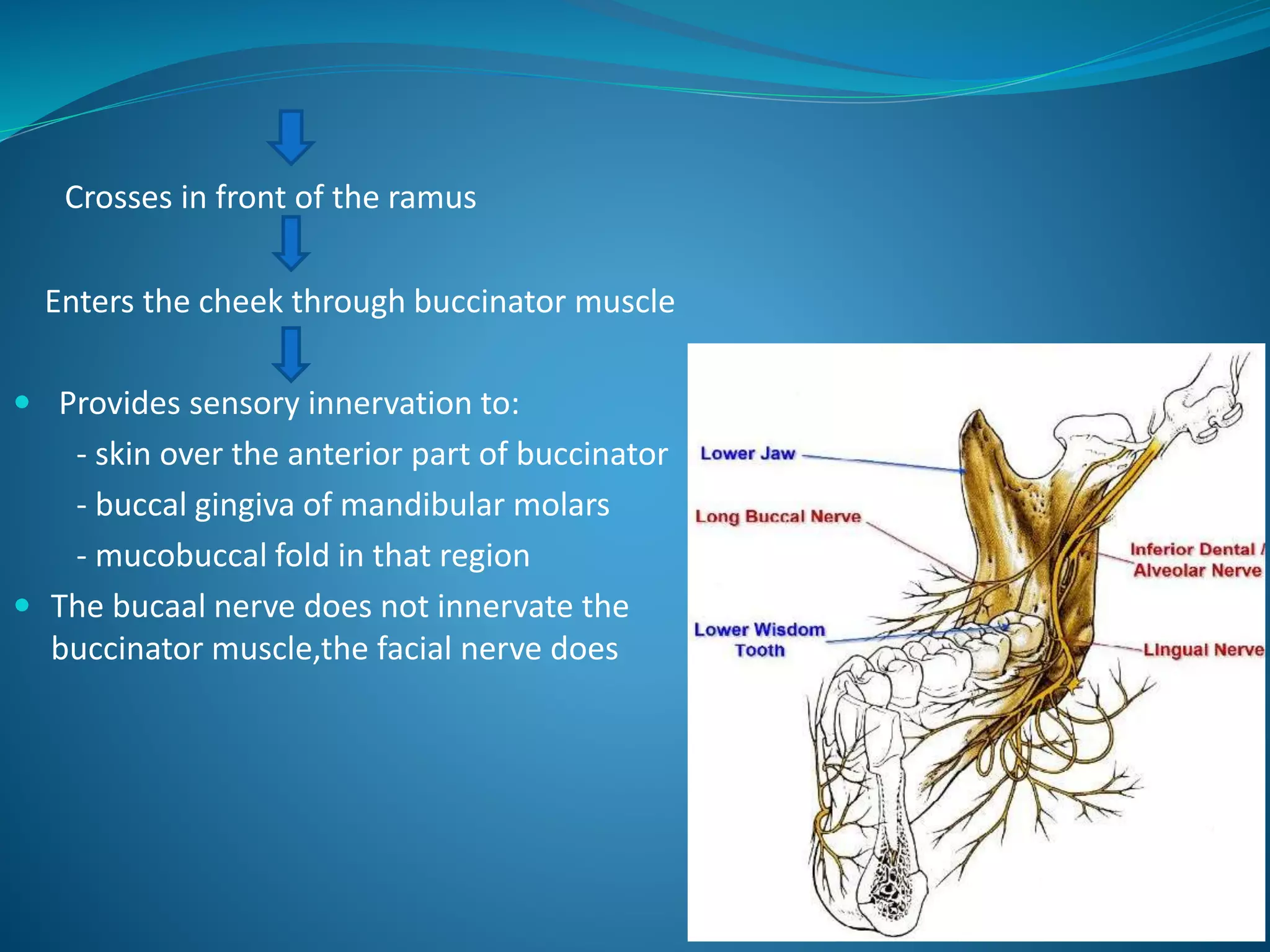 Crosses in front of the ramus
Enters the cheek through buccinator muscle
 Provides sensory innervation to:
- skin over the anterior part of buccinator
- buccal gingiva of mandibular molars
- mucobuccal fold in that region
 The bucaal nerve does not innervate the
buccinator muscle,the facial nerve does
 