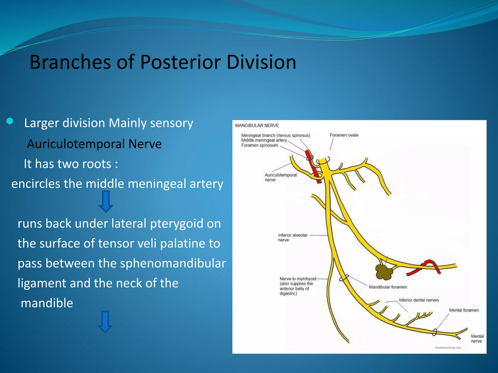 Branches of Posterior Division
 Larger division Mainly sensory
Auriculotemporal Nerve
It has two roots :
encircles the middle meningeal artery
runs back under lateral pterygoid on
the surface of tensor veli palatine to
pass between the sphenomandibular
ligament and the neck of the
mandible
 