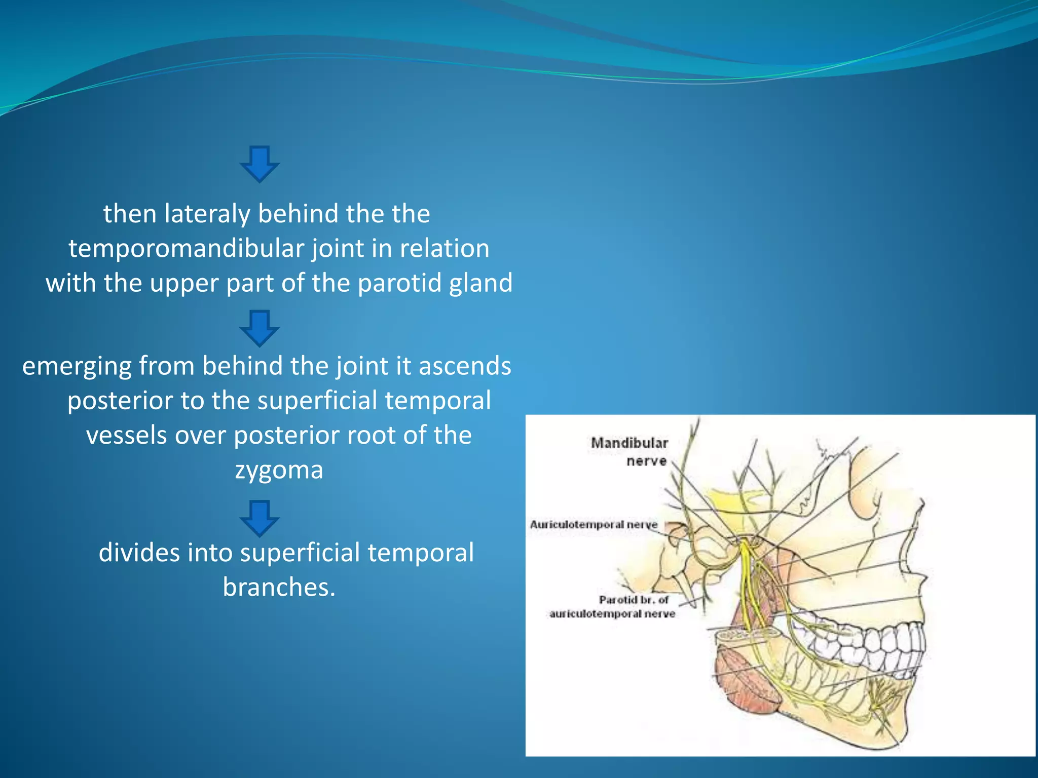 then lateraly behind the the
temporomandibular joint in relation
with the upper part of the parotid gland
emerging from behind the joint it ascends
posterior to the superficial temporal
vessels over posterior root of the
zygoma
divides into superficial temporal
branches.
 