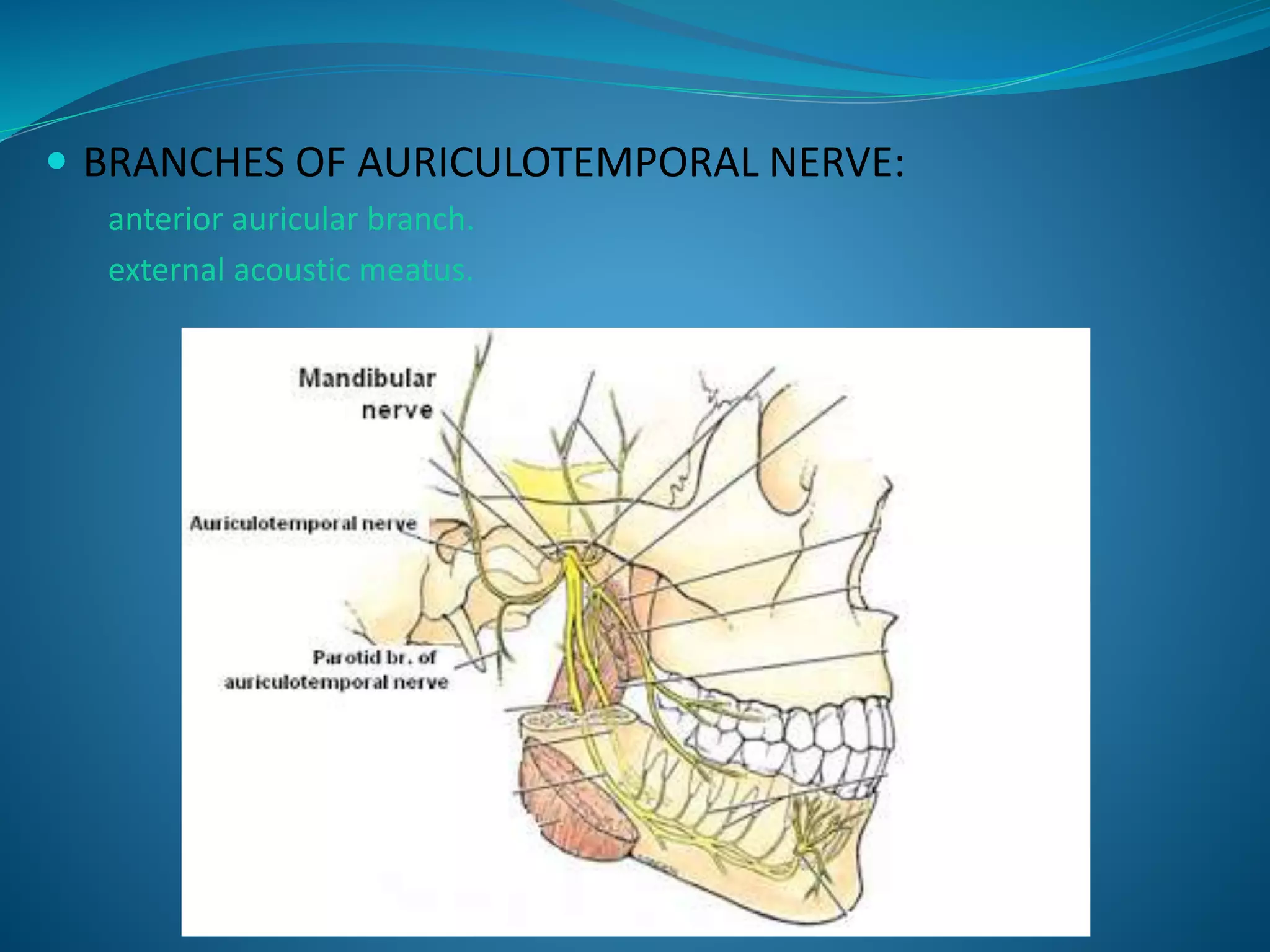  BRANCHES OF AURICULOTEMPORAL NERVE:
anterior auricular branch.
external acoustic meatus.
 