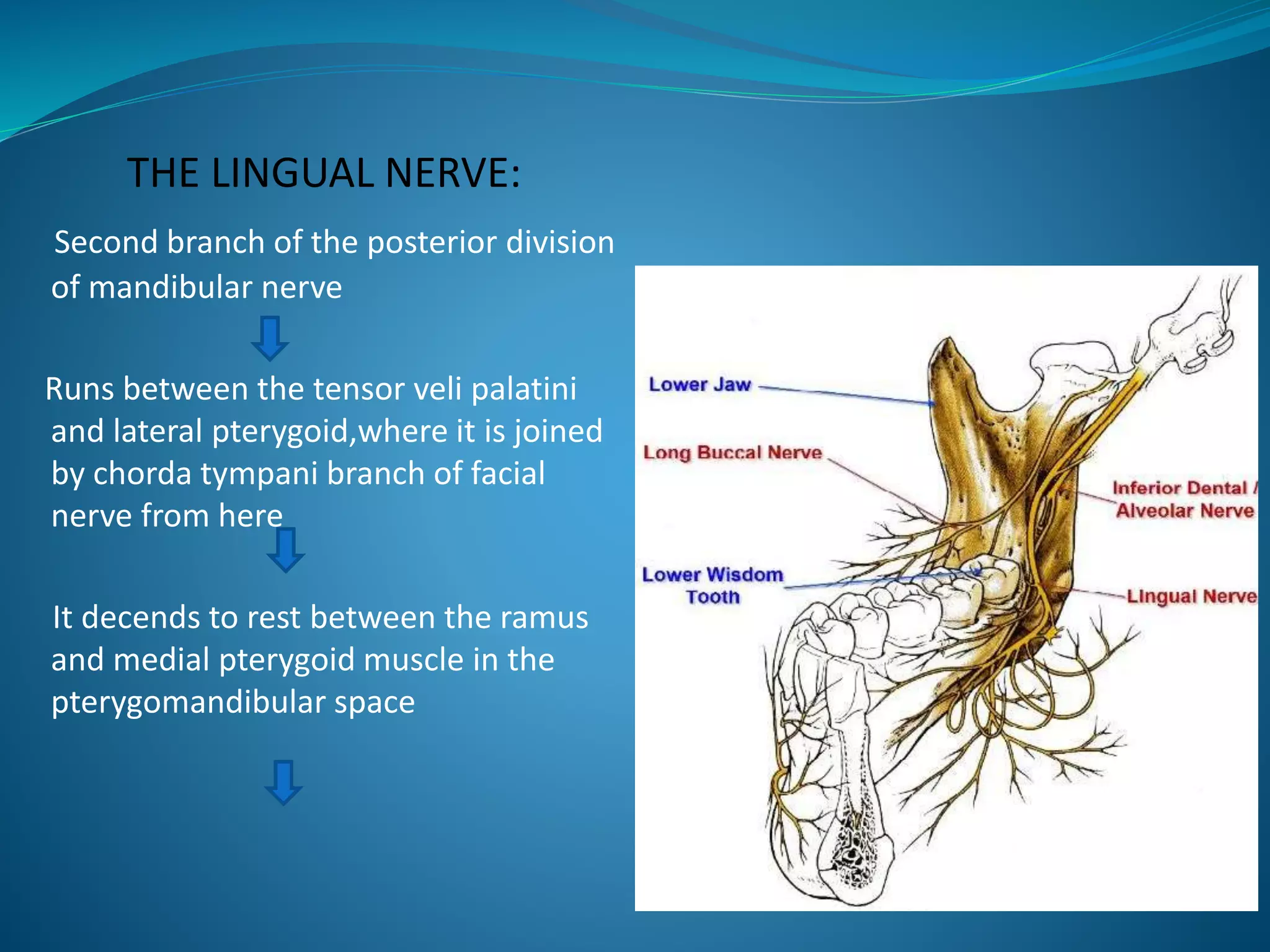 THE LINGUAL NERVE:
Second branch of the posterior division
of mandibular nerve
Runs between the tensor veli palatini
and lateral pterygoid,where it is joined
by chorda tympani branch of facial
nerve from here
It decends to rest between the ramus
and medial pterygoid muscle in the
pterygomandibular space
 