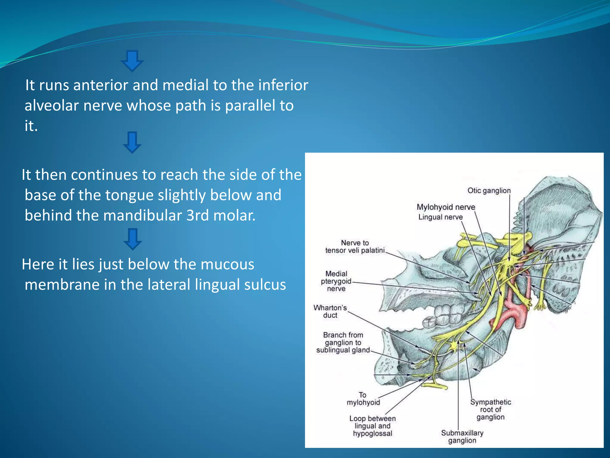 It runs anterior and medial to the inferior
alveolar nerve whose path is parallel to
it.
It then continues to reach the side of the
base of the tongue slightly below and
behind the mandibular 3rd molar.
Here it lies just below the mucous
membrane in the lateral lingual sulcus
 