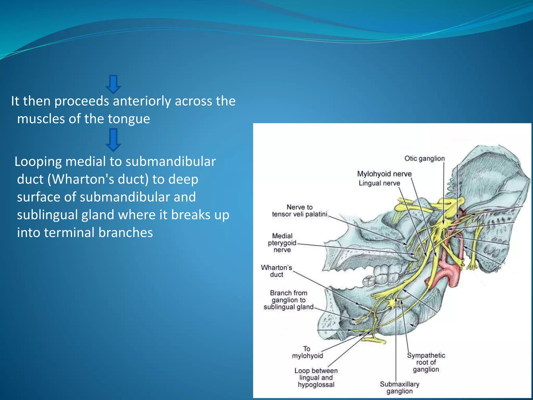 It then proceeds anteriorly across the
muscles of the tongue
Looping medial to submandibular
duct (Wharton's duct) to deep
surface of submandibular and
sublingual gland where it breaks up
into terminal branches
 