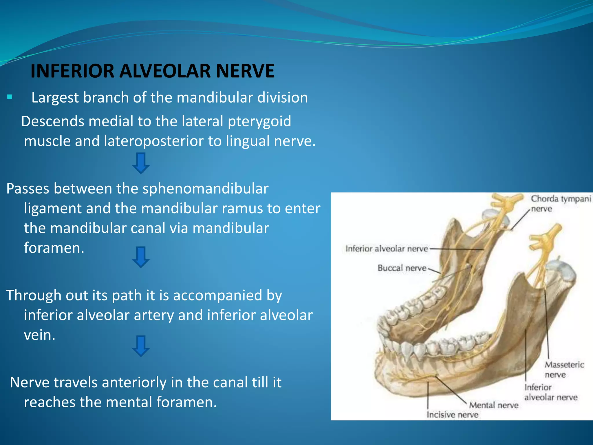 INFERIOR ALVEOLAR NERVE
 Largest branch of the mandibular division
Descends medial to the lateral pterygoid
muscle and lateroposterior to lingual nerve.
Passes between the sphenomandibular
ligament and the mandibular ramus to enter
the mandibular canal via mandibular
foramen.
Through out its path it is accompanied by
inferior alveolar artery and inferior alveolar
vein.
Nerve travels anteriorly in the canal till it
reaches the mental foramen.
 