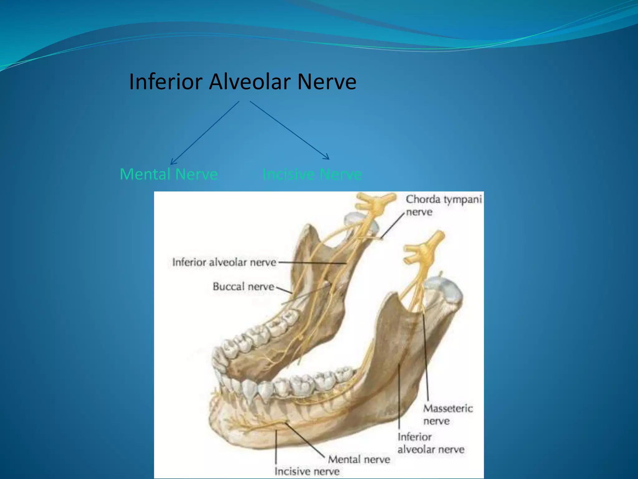 Inferior Alveolar Nerve
Mental Nerve Incisive Nerve
 