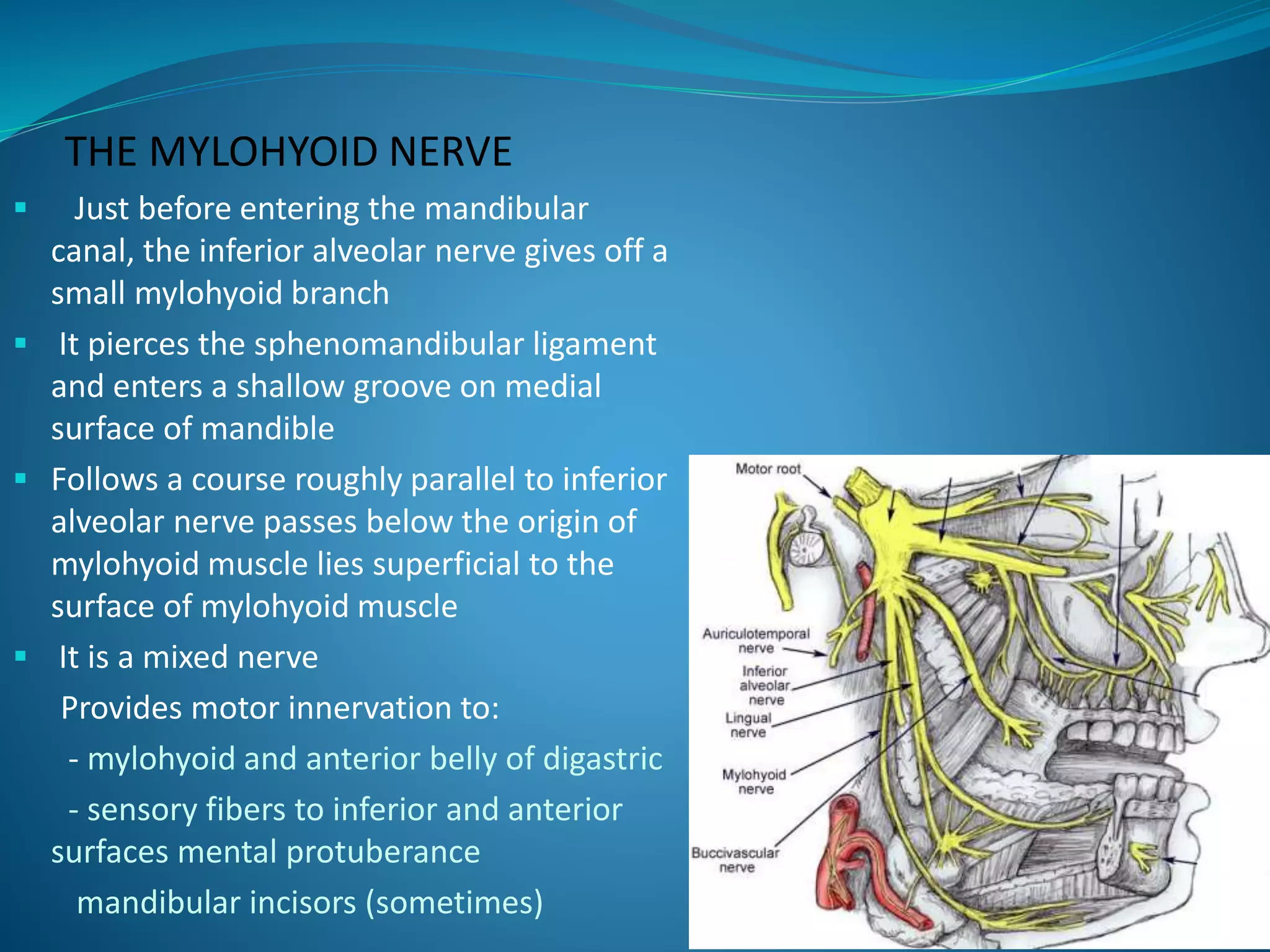 THE MYLOHYOID NERVE
 Just before entering the mandibular
canal, the inferior alveolar nerve gives off a
small mylohyoid branch
 It pierces the sphenomandibular ligament
and enters a shallow groove on medial
surface of mandible
 Follows a course roughly parallel to inferior
alveolar nerve passes below the origin of
mylohyoid muscle lies superficial to the
surface of mylohyoid muscle
 It is a mixed nerve
Provides motor innervation to:
- mylohyoid and anterior belly of digastric
- sensory fibers to inferior and anterior
surfaces mental protuberance
mandibular incisors (sometimes)
 