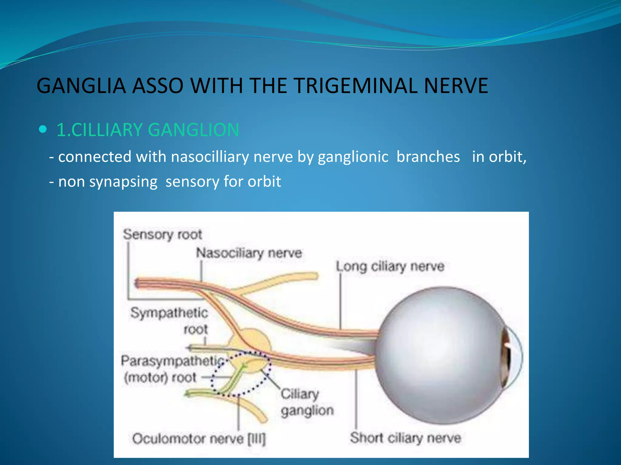 GANGLIA ASSO WITH THE TRIGEMINAL NERVE
 1.CILLIARY GANGLION
- connected with nasocilliary nerve by ganglionic branches in orbit,
- non synapsing sensory for orbit
 