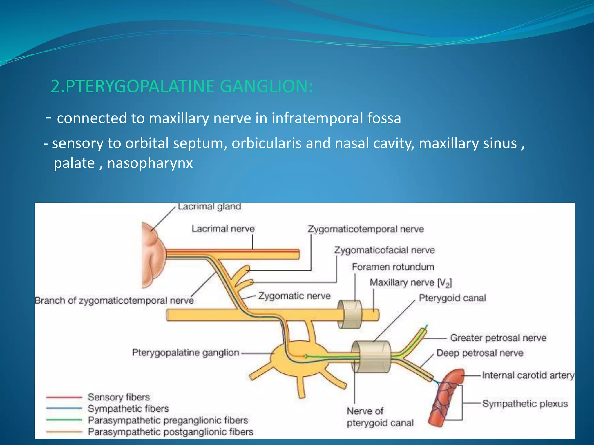 2.PTERYGOPALATINE GANGLION:
- connected to maxillary nerve in infratemporal fossa
- sensory to orbital septum, orbicularis and nasal cavity, maxillary sinus ,
palate , nasopharynx
 