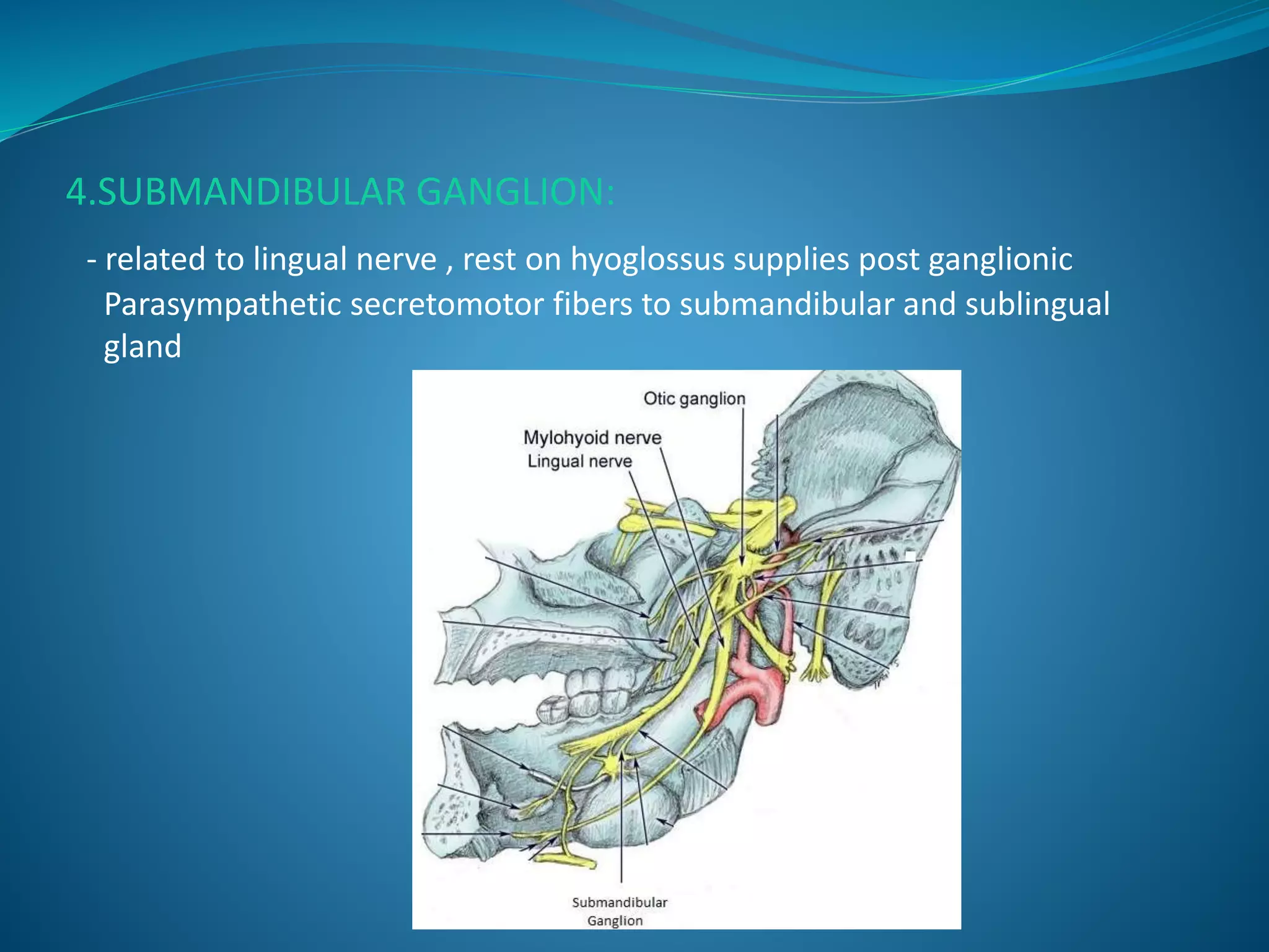 4.SUBMANDIBULAR GANGLION:
- related to lingual nerve , rest on hyoglossus supplies post ganglionic
Parasympathetic secretomotor fibers to submandibular and sublingual
gland
 