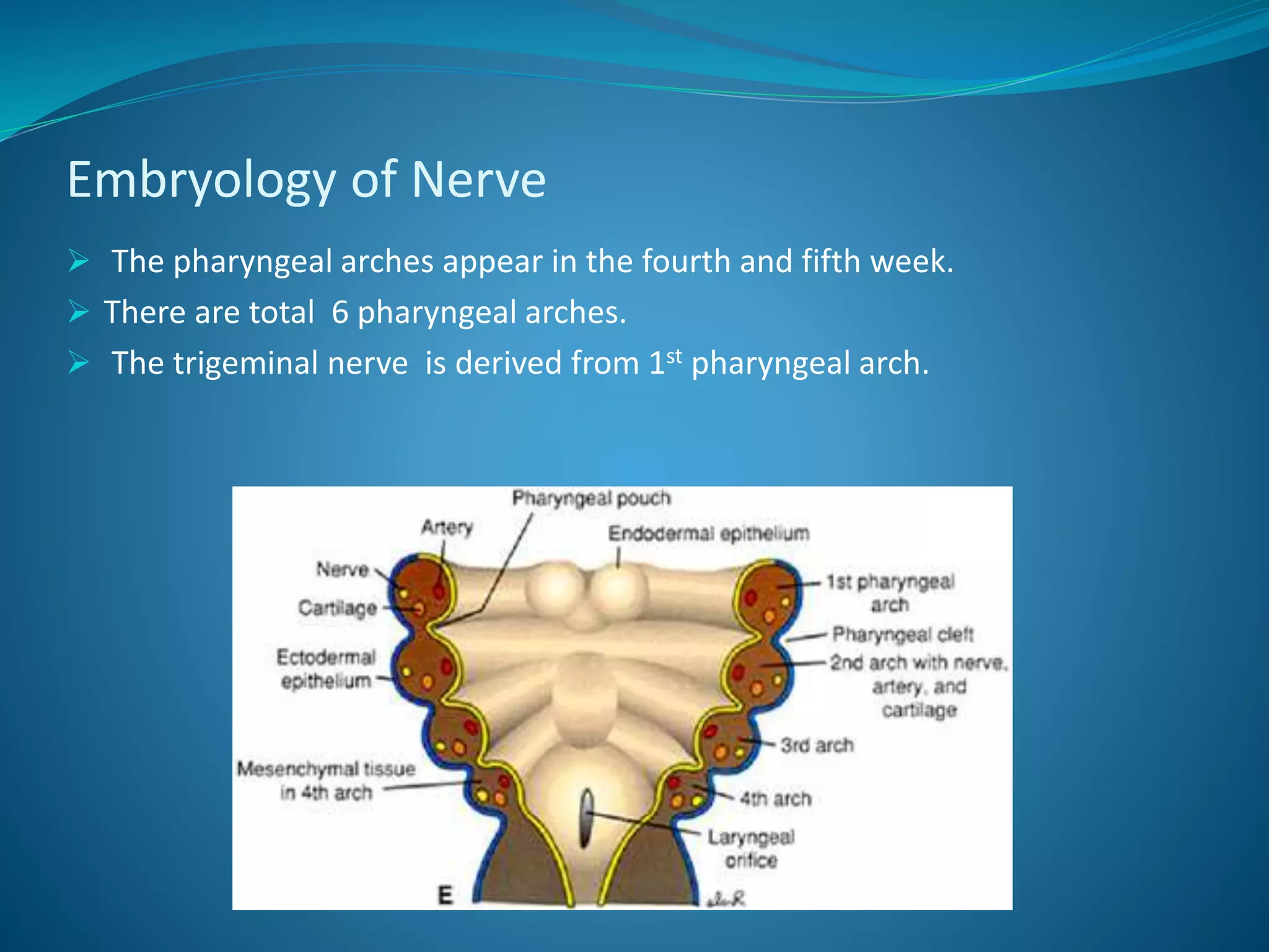 Embryology of Nerve
 The pharyngeal arches appear in the fourth and fifth week.
 There are total 6 pharyngeal arches.
 The trigeminal nerve is derived from 1st pharyngeal arch.
 
