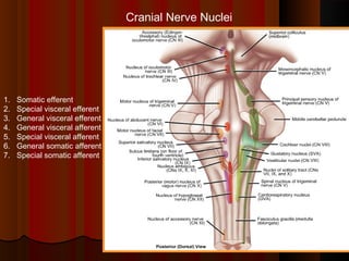 Cranial Nerve Nuclei
1. Somatic efferent
2. Special visceral efferent
3. General visceral efferent
4. General visceral afferent
5. Special visceral afferent
6. General somatic afferent
7. Special somatic afferent
 