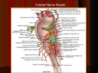 Cranial Nerve Nuclei
 