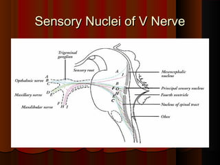 Sensory Nuclei of V NerveSensory Nuclei of V Nerve
 