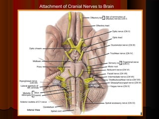 Attachment of Cranial Nerves to Brain
 