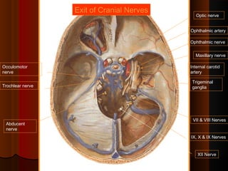 Optic nerve
Internal carotid
artery
Trigeminal
ganglia
Occulomotor
nerve
Abducent
nerve
Trochlear nerve
Ophthalmic nerve
Maxillary nerve
Ophthalmic artery
VII & VIII Nerves
IX, X & IX Nerves
XII Nerve
Exit of Cranial Nerves
 