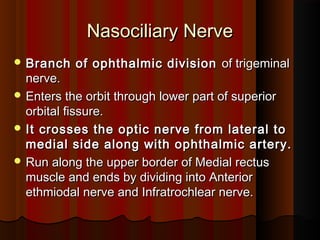Nasociliary NerveNasociliary Nerve
 Branch of ophthalmic divisionBranch of ophthalmic division of trigeminalof trigeminal
nerve.nerve.
 Enters the orbit through lower part of superiorEnters the orbit through lower part of superior
orbital fissure.orbital fissure.
 It crosses the optic nerve from lateral toIt crosses the optic nerve from lateral to
medial side along with ophthalmic artery.medial side along with ophthalmic artery.
 Run along the upper border of Medial rectusRun along the upper border of Medial rectus
muscle and ends by dividing into Anteriormuscle and ends by dividing into Anterior
ethmiodal nerve and Infratrochlear nerve.ethmiodal nerve and Infratrochlear nerve.
 