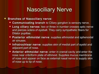 Nasociliary NerveNasociliary Nerve
 Branches of Nasociliary nerve:Branches of Nasociliary nerve:
 Communicating branchCommunicating branch to Ciliary ganglion is sensory nerve.to Ciliary ganglion is sensory nerve.
 Long ciliary nervesLong ciliary nerves : two or three in number crosses optic nerve: two or three in number crosses optic nerve
and pierces sclera of eyeball. They carry sympathetic fibers forand pierces sclera of eyeball. They carry sympathetic fibers for
Dilator pupillae.Dilator pupillae.
 Posterior ethmoidal nervePosterior ethmoidal nerve : supplies ethmoidal and sphenoidal: supplies ethmoidal and sphenoidal
air sinuses.air sinuses.
 Infratrochlear nerveInfratrochlear nerve : supplies skin of medial part of eyelid and: supplies skin of medial part of eyelid and
adjacent part of nose.adjacent part of nose.
 Anterior ethmoidal nerveAnterior ethmoidal nerve : enter in cranial cavity and enter the: enter in cranial cavity and enter the
nose near cribriform plate of ethmoid. Supplies mucus membranenose near cribriform plate of ethmoid. Supplies mucus membrane
of nose and appear on face as external nasal nerve to supply skinof nose and appear on face as external nasal nerve to supply skin
of nose up to tip of nose.of nose up to tip of nose.
 