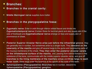  Branches:Branches:
 Branches in the cranial cavity:Branches in the cranial cavity:
 Middle Meningeal nerveMiddle Meningeal nerve supplies dura matter.supplies dura matter.
 Branches in the pterygopalatine fossa:Branches in the pterygopalatine fossa:
 Zygomatic nerveZygomatic nerve : Enter in orbit through inferior orbital fissure and divide into: Enter in orbit through inferior orbital fissure and divide into
ZygomaticotemporalZygomaticotemporal nervenerve (Contain fibres for lacrimal gland and also supply skin if the(Contain fibres for lacrimal gland and also supply skin if the
side of forehead) andside of forehead) and Zygomaticofacial nerveZygomaticofacial nerve -emerge on face and supply skin of-emerge on face and supply skin of
prominence of cheek.prominence of cheek.
 Posterior Superior Alveolar Nerve arise just before the infraorbital groovePosterior Superior Alveolar Nerve arise just before the infraorbital groove ; they; they
are generally two in number, but sometimes arise by a single trunk. Theyare generally two in number, but sometimes arise by a single trunk. They descend on thedescend on the
tuberosity of the maxillatuberosity of the maxilla and give off several twigs to the gums and neighboring parts ofand give off several twigs to the gums and neighboring parts of
the mucous membrane of the cheek.the mucous membrane of the cheek. They then enter the posterior alveolar canalsThey then enter the posterior alveolar canals
on the infratemporal surface of the maxilla,on the infratemporal surface of the maxilla, and, passing from behind forward in theand, passing from behind forward in the
substance of the bone, communicate with the middle superior alveolar nerve, and give offsubstance of the bone, communicate with the middle superior alveolar nerve, and give off
branches to the lining membrane of the maxillary sinusbranches to the lining membrane of the maxillary sinus andand three twigs to eachthree twigs to each
molar toothmolar tooth; these twigs enter the foramina at the apices of the roots of the teeth.; these twigs enter the foramina at the apices of the roots of the teeth.
 Sphenopalatine (Pterygopalatine) BranchesSphenopalatine (Pterygopalatine) Branches two in number, descend totwo in number, descend to
SSphenopalatine (Pterygopalatine) ganglion.phenopalatine (Pterygopalatine) ganglion.
 