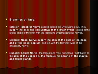  Branches on face:Branches on face:
 Inferior Palpebral NerveInferior Palpebral Nerve ascend behind the Orbicularis oculi. Theyascend behind the Orbicularis oculi. They
supply the skin and conjunctiva of the lower eyelidsupply the skin and conjunctiva of the lower eyelid , joining at the, joining at the
lateral angle of the orbit with the facial and zygomaticofacial nerves.lateral angle of the orbit with the facial and zygomaticofacial nerves.
 External Nasal NerveExternal Nasal Nerve supply the skin of the side of the nosesupply the skin of the side of the nose
and of the nasal septumand of the nasal septum , and join with the terminal twigs of the, and join with the terminal twigs of the
nasociliary nerve.nasociliary nerve.
 Superior Labial NerveSuperior Labial Nerve - the largest and most numerous - distributed to- the largest and most numerous - distributed to
thethe skin of the upper lip, the mucous membrane of the mouth,skin of the upper lip, the mucous membrane of the mouth,
and labial glands.and labial glands.
 