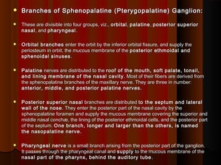  Branches of Sphenopalatine (Pterygopalatine) Ganglion:Branches of Sphenopalatine (Pterygopalatine) Ganglion:
 These are divisible into four groups, viz.,These are divisible into four groups, viz., orbitalorbital,, palatinepalatine,, posterior superiorposterior superior
nasalnasal, and, and pharyngealpharyngeal..
 Orbital branchesOrbital branches enter the orbit by the inferior orbital fissure, and supply theenter the orbit by the inferior orbital fissure, and supply the
periosteum in orbit, the mucous membrane of theperiosteum in orbit, the mucous membrane of the posterior ethmoidal andposterior ethmoidal and
sphenoidal sinusessphenoidal sinuses..
 PalatinePalatine nerves are distributed to thenerves are distributed to the roof of the mouth, soft palate, tonsil,roof of the mouth, soft palate, tonsil,
and lining membrane of the nasal cavityand lining membrane of the nasal cavity . Most of their fibers are derived from. Most of their fibers are derived from
the sphenopalatine branches of the maxillary nerve. They are three in number:the sphenopalatine branches of the maxillary nerve. They are three in number:
anterior, middle, and posterior palatine nerves.anterior, middle, and posterior palatine nerves.
 Posterior superior nasalPosterior superior nasal branches are distributedbranches are distributed to the septum and lateralto the septum and lateral
wall of the nosewall of the nose. They enter the posterior part of the nasal cavity by the. They enter the posterior part of the nasal cavity by the
sphenopalatine foramen and supply the mucous membrane covering the superior andsphenopalatine foramen and supply the mucous membrane covering the superior and
middle nasal conchæ, the lining of the posterior ethmoidal cells, and the posterior partmiddle nasal conchæ, the lining of the posterior ethmoidal cells, and the posterior part
of the septum.of the septum. One branch, longer and larger than the others, is namedOne branch, longer and larger than the others, is named
the nasopalatine nerve.the nasopalatine nerve.
 Pharyngeal nervePharyngeal nerve is a small branch arising from the posterior part of the ganglion.is a small branch arising from the posterior part of the ganglion.
It passes through the pharyngeal canal andIt passes through the pharyngeal canal and supplysupply to the mucous membrane of theto the mucous membrane of the
nasal part of the pharynx, behind the auditory tubenasal part of the pharynx, behind the auditory tube ..
 