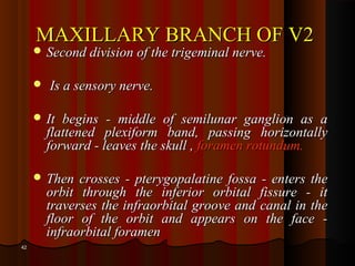 MAXILLARY BRANCH OF V2MAXILLARY BRANCH OF V2
 Second division of the trigeminal nerve.Second division of the trigeminal nerve.
 Is a sensory nerve.Is a sensory nerve.
 It begins - middle of semilunar ganglion as aIt begins - middle of semilunar ganglion as a
flattened plexiform band, passing horizontallyflattened plexiform band, passing horizontally
forward - leaves the skull ,forward - leaves the skull , foramen rotundum.foramen rotundum.
 Then crosses - pterygopalatine fossa - enters theThen crosses - pterygopalatine fossa - enters the
orbit through the inferior orbital fissure - itorbit through the inferior orbital fissure - it
traverses the infraorbital groove and canal in thetraverses the infraorbital groove and canal in the
floor of the orbit and appears on the face -floor of the orbit and appears on the face -
infraorbital forameninfraorbital foramen
4242
 