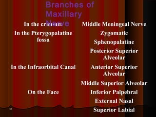 4343
In the cranium Middle Meningeal Nerve
In the Pterygopalatine
fossa
Zygomatic
Sphenopalatine
Posterior Superior
Alveolar
In the Infraorbital Canal Anterior Superior
Alveolar
Middle Superior Alveolar
On the Face Inferior Palpebral
External Nasal
Superior Labial
Branches of
Maxillary
Nerve
 