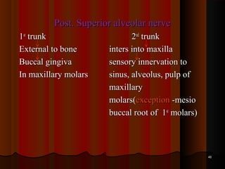 Post. Superior alveolar nervePost. Superior alveolar nerve
11stst
trunktrunk 22ndnd
trunktrunk
External to boneExternal to bone inters into maxillainters into maxilla
Buccal gingivaBuccal gingiva sensory innervation tosensory innervation to
In maxillary molarsIn maxillary molars sinus, alveolus, pulp ofsinus, alveolus, pulp of
maxillarymaxillary
molars(molars(exceptionexception -mesio-mesio
buccal root of 1buccal root of 1stst
molars)molars)
4646
 