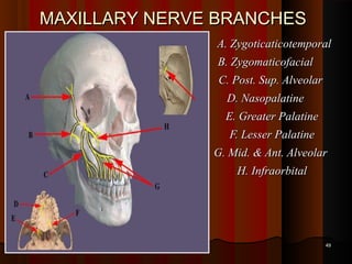 MAXILLARY NERVE BRANCHESMAXILLARY NERVE BRANCHES
A. ZygoticaticotemporalA. Zygoticaticotemporal
B. ZygomaticofacialB. Zygomaticofacial
C. Post. Sup. AlveolarC. Post. Sup. Alveolar
D. NasopalatineD. Nasopalatine
E. Greater PalatineE. Greater Palatine
F. Lesser PalatineF. Lesser Palatine
G. Mid. & Ant. AlveolarG. Mid. & Ant. Alveolar
H. InfraorbitalH. Infraorbital
4949
 