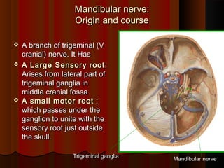 Mandibular nerve:Mandibular nerve:
Origin and courseOrigin and course
 A branch of trigeminal (VA branch of trigeminal (V
cranial) nerve. It Hascranial) nerve. It Has
 A Large Sensory root:A Large Sensory root:
Arises from lateral part ofArises from lateral part of
trigeminal ganglia intrigeminal ganglia in
middle cranial fossamiddle cranial fossa
 A small motor rootA small motor root ::
which passes under thewhich passes under the
ganglion to unite with theganglion to unite with the
sensory root just outsidesensory root just outside
the skull.the skull.
Mandibular nerveTrigeminal gangliaTrigeminal ganglia
 