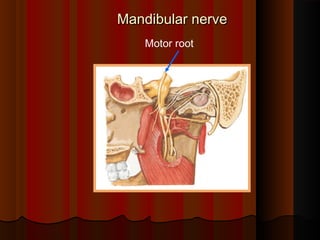 Motor root
Mandibular nerveMandibular nerve
 