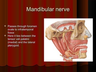 Mandibular nerveMandibular nerve
 Passes through foramenPasses through foramen
ovale to infratemporalovale to infratemporal
fossafossa
 Here it lies between theHere it lies between the
tensor veli palatinitensor veli palatini
(medial) and the lateral(medial) and the lateral
pterygoid.pterygoid.
 