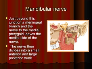 Mandibular nerveMandibular nerve
 Just beyond thisJust beyond this
junction a meningealjunction a meningeal
branch and thebranch and the
nerve to the medialnerve to the medial
pterygoid leaves thepterygoid leaves the
medial side of themedial side of the
nerve.nerve.
 The nerve thenThe nerve then
divides into a smalldivides into a small
anterior and largeanterior and large
posterior trunk.posterior trunk.
 