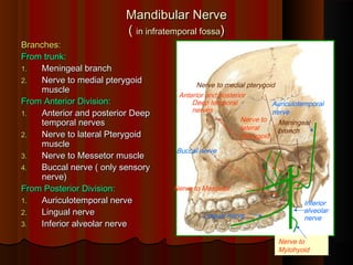 Mandibular NerveMandibular Nerve
(( in infratemporal fossain infratemporal fossa))
Branches:Branches:
From trunk:From trunk:
1.1. Meningeal branchMeningeal branch
2.2. Nerve to medial pterygoidNerve to medial pterygoid
musclemuscle
From Anterior Division:From Anterior Division:
1.1. Anterior and posterior DeepAnterior and posterior Deep
temporal nervestemporal nerves
2.2. Nerve to lateral PterygoidNerve to lateral Pterygoid
musclemuscle
3.3. Nerve to Messetor muscleNerve to Messetor muscle
4.4. Buccal nerve ( only sensoryBuccal nerve ( only sensory
nerve)nerve)
From Posterior Division:From Posterior Division:
1.1. Auriculotemporal nerveAuriculotemporal nerve
2.2. Lingual nerveLingual nerve
3.3. Inferior alveolar nerveInferior alveolar nerve
Meningeal
branch
Nerve to medial pterygoid
Buccal nerve
Anterior and posterior
Deep temporal
nerves
Nerve to Messetor
Nerve to
lateral
Pterygoid
Auriculotemporal
nerve
1. Lingual nerve
1. Inferior
alveolar
nerve
Nerve to
Mylohyoid
 