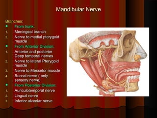 Mandibular NerveMandibular Nerve
Branches:Branches:
 From trunk:From trunk:
1.1. Meningeal branchMeningeal branch
2.2. Nerve to medial pterygoidNerve to medial pterygoid
musclemuscle
 From Anterior Division:From Anterior Division:
1.1. Anterior and posteriorAnterior and posterior
Deep temporal nervesDeep temporal nerves
2.2. Nerve to lateral PterygoidNerve to lateral Pterygoid
musclemuscle
3.3. Nerve to Messetor muscleNerve to Messetor muscle
4.4. Buccal nerve ( onlyBuccal nerve ( only
sensory nerve)sensory nerve)
 From Posterior Division:From Posterior Division:
1.1. Auriculotemporal nerveAuriculotemporal nerve
2.2. Lingual nerveLingual nerve
3.3. Inferior alveolar nerveInferior alveolar nerve
 