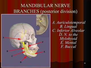 MANDIBULAR NERVEMANDIBULAR NERVE
BRANCHES (posterior division)BRANCHES (posterior division)
A. AuriculotemporalA. Auriculotemporal
B. LingualB. Lingual
C. Inferior AlveolarC. Inferior Alveolar
D. N. to theD. N. to the
MylohyoidMylohyoid
E. MentalE. Mental
F. BuccalF. Buccal
6565
 