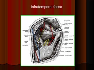 Infratemporal fossa
 