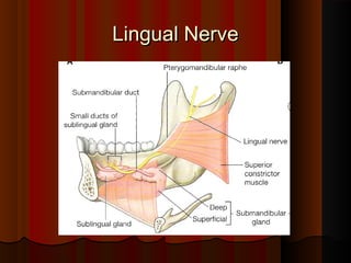 Lingual NerveLingual Nerve
 