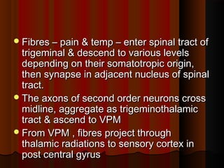Fibres – pain & temp – enter spinal tract ofFibres – pain & temp – enter spinal tract of
trigeminal & descend to various levelstrigeminal & descend to various levels
depending on their somatotropic origin,depending on their somatotropic origin,
then synapse in adjacent nucleus of spinalthen synapse in adjacent nucleus of spinal
tract.tract.
The axons of second order neurons crossThe axons of second order neurons cross
midline, aggregate as trigeminothalamicmidline, aggregate as trigeminothalamic
tract & ascend to VPMtract & ascend to VPM
From VPM , fibres project throughFrom VPM , fibres project through
thalamic radiations to sensory cortex inthalamic radiations to sensory cortex in
post central gyruspost central gyrus
 
